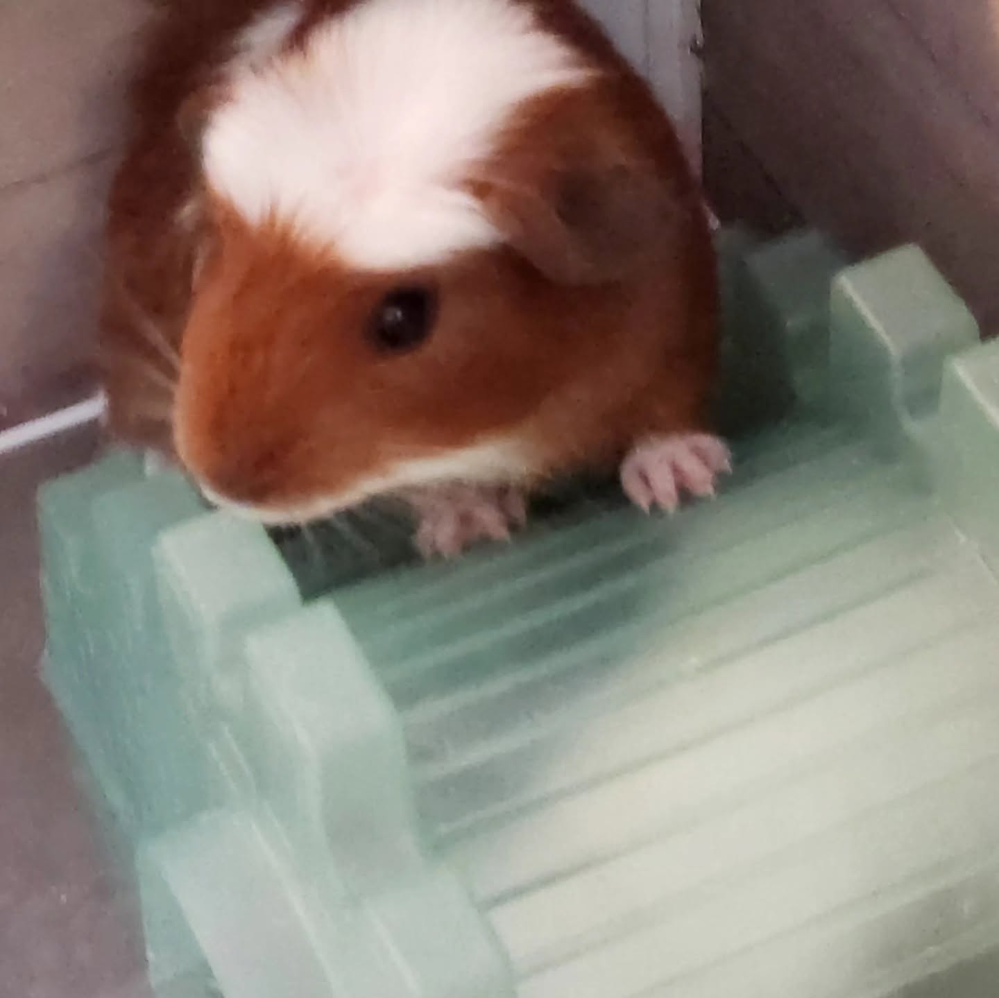 One of Molly's guinea pigs