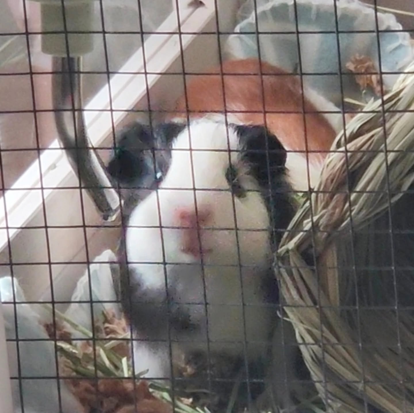 One of Molly's guinea pigs